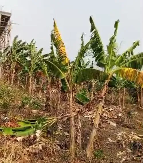 Main Photo - Real Estate | Land For Sale | Land For Sale – Karata, Limbe 🔥, Governor Street, Limbé, Cameroon