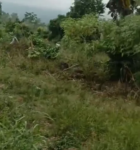 Main Photo - Real Estate | Land For Sale | Land For Sale – Bonjava Village, Limbe, BONJAVA VILLAGE, Limbé, Cameroon