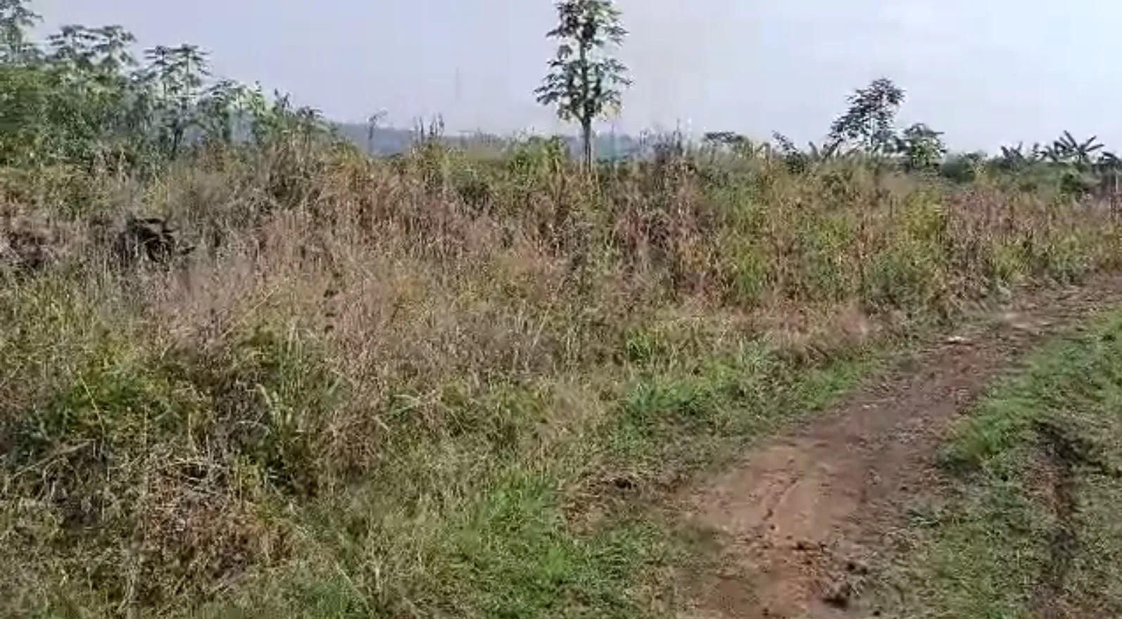 Photo Principale - Immobilier | Maison À Vendre | Premium Land For Sale At Lower Moveo (Behind Eneo Office), Lower Meveo, Mutengene, Cameroun