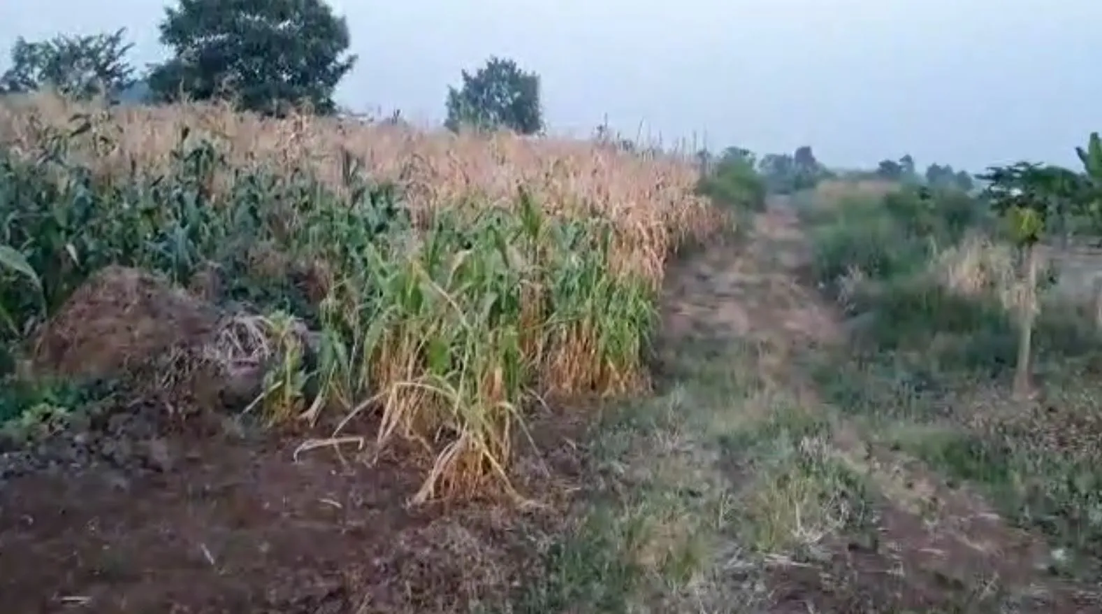 Main Photo - Real Estate | Land For Sale | 4 Plots Of 400M2 Tittled Land Each For Sale Behind Chitechma, Molyko, Buea, Cameroon