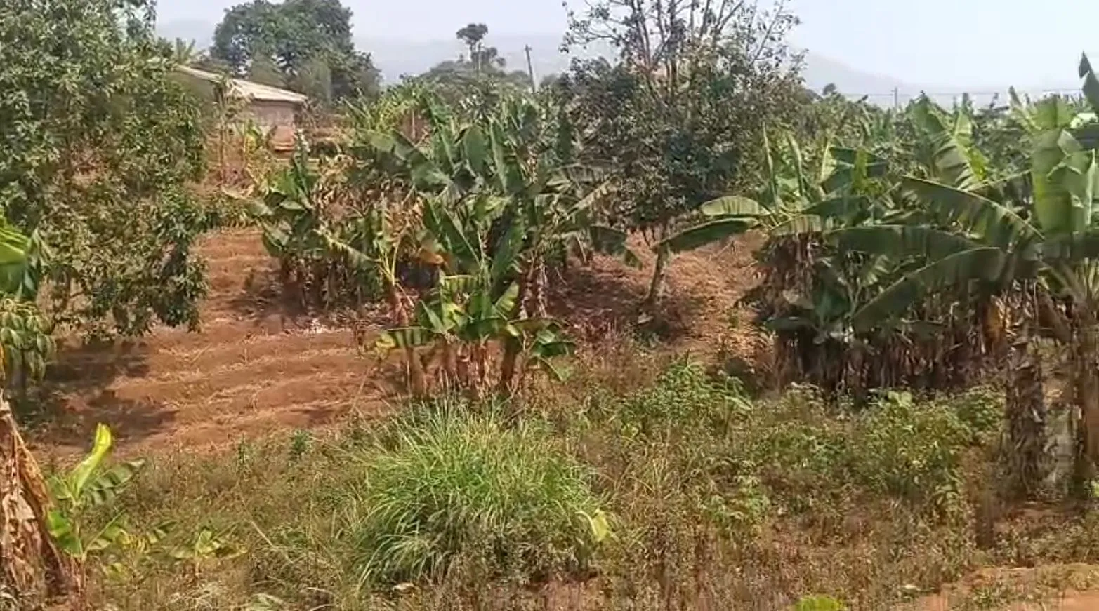 Main Photo - Real Estate | House For Sale | Special Offer: Prime Plot At Bujong 2 Field, Upstation 🏔️, Up station, Bamenda, Cameroon