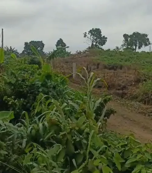 Main Photo - Real Estate | House For Sale | Plot For Sale In Limbola - Limbe 🌴, Limbola, Limbé, Cameroon