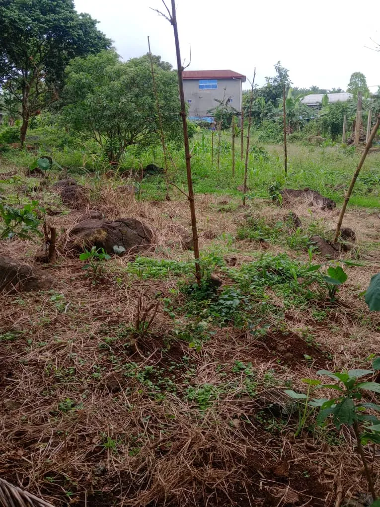 Main Photo - Real Estate | Land For Sale | Land For Sale (Mile 15 Bolifamba), Mile 15 (Bolifamba), Buea, Cameroon