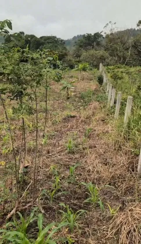 Photo Principale - Immobilier | Terrain À Vendre | Land For Sale – Bojongo Layout 🌴🏡, Bojongo Layout, Buea, Cameroun
