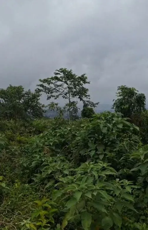 Photo Principale - Immobilier | Terrain À Vendre | Land For Sale In Buea – Likoko Membea - Bokwango, Likoko Membea, just after the Prime Minister’s residence., Buea, Cameroun