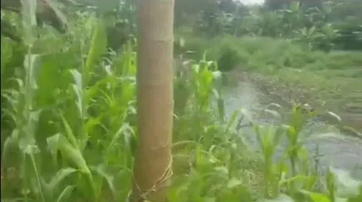 Main Photo - Real Estate | Land For Sale | Land For Sale – Tiko Street 4 🌟🏡, Street 4, Tiko, Cameroon